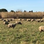 Vue champs moutons